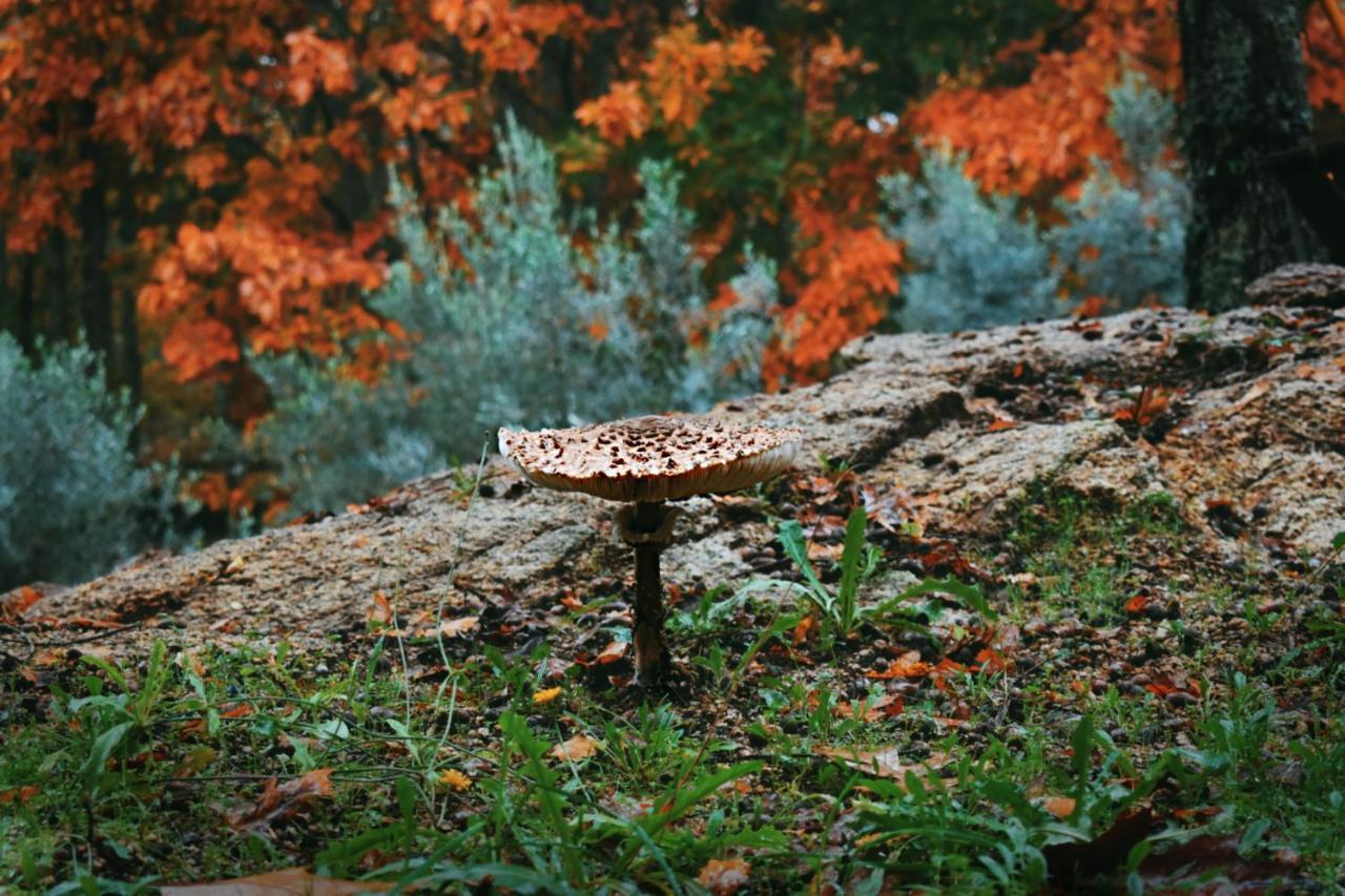 Quinta Das Fontes - Alojamento Rustico Local E Turismo Rural São Pedro do Sul المظهر الخارجي الصورة