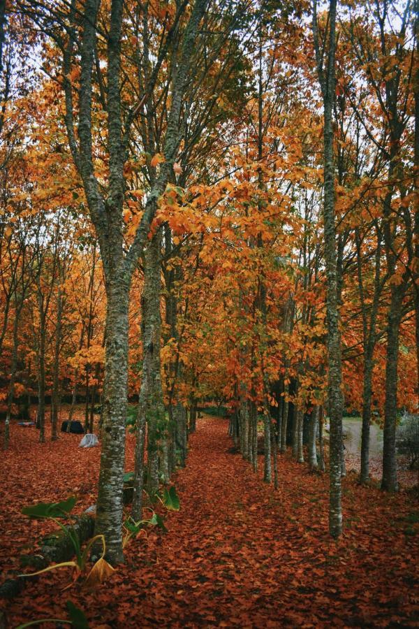 Quinta Das Fontes - Alojamento Rustico Local E Turismo Rural São Pedro do Sul المظهر الخارجي الصورة